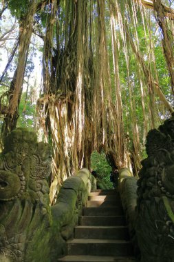 Ubud, Bali, Endonezya 'daki Maymun Ormanı