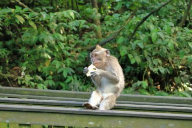 Kutsal Maymun Ormanı, Ubud, Endonezya 'da Uzun Kuyruklu Makaklar (Macaca fascicularis)