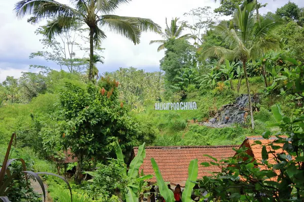 Tropikal Ubud, Bali, Endonezya 'da bir palmiye ormanı