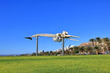 Morro Jable, Fuerteventura, İspanya 'da Sperm Balinası İskeleti