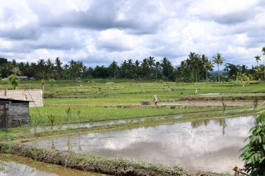 Ubud, Bali, Endonezya - 31 Ocak 2024: Yeşil pirinç terasında çalışan bir adam