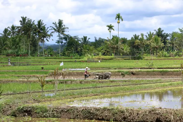 Ubud, Bali, Endonezya - 31 Ocak 2024: Yeşil pirinç terasında çalışan bir adam