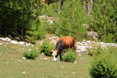 Arnavutluk 'taki Ulusal Park Valbona' da boynuzlu kahverengi inek