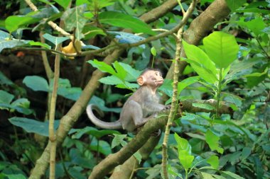 Kutsal Maymun Ormanı, Ubud, Endonezya 'da Uzun Kuyruklu Makaklar (Macaca fascicularis)