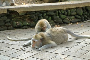 Kutsal Maymun Ormanı, Ubud, Endonezya 'da Uzun Kuyruklu Makaklar (Macaca fascicularis)