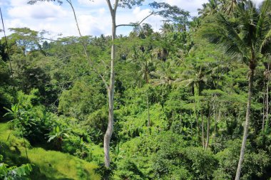 Endonezya 'da Tegallalang köyü yakınlarında güzel pirinç terasları, Ubud, Bali