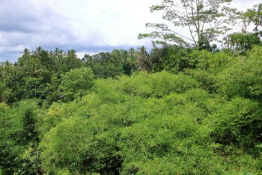 Tropikal Ubud, Bali, Endonezya 'da bir palmiye ormanı