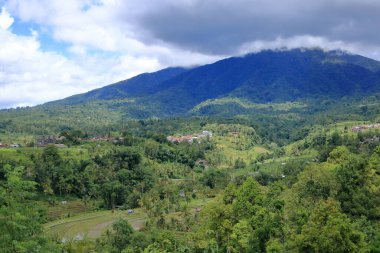 Senganan, Penebel, Tabanan, Bali, Endonezya yakınlarındaki teras pirinç tarlaları.