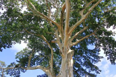 Kayu Putih, Baru Köyü, Marga Bölgesi, Tabanan Regency, Bali, Endonezya 'daki Büyük Banyan antik ağacı