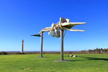 Morro Jable, Fuerteventura, İspanya 'da Sperm Balinası İskeleti