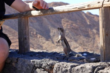 Kanarya Adaları 'ndaki Fuerteventura Adası' nda bir kayanın üzerinde (Atlantoxerus getulus) elle beslenme, elle yeme ve yeme isteği