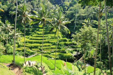 Tegallalang, Endonezya 'dan Bali - 31 Ocak 2024: insanlar köyün yakınlarındaki güzel pirinç teraslarının keyfini çıkarıyorlar