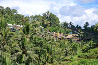 Tegallalang, Endonezya 'dan Bali - 31 Ocak 2024: insanlar köyün yakınlarındaki güzel pirinç teraslarının keyfini çıkarıyorlar