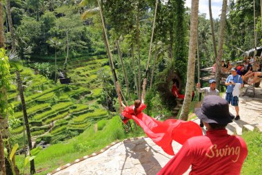 Tegallalang, Bali in Indonesia - January 31 2024: beautiful people swing at rice field clipart