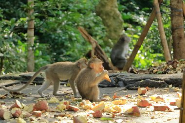 Long-tailed macaques (Macaca fascicularis) in the Sacred Monkey Forest, Ubud, Indonesia clipart