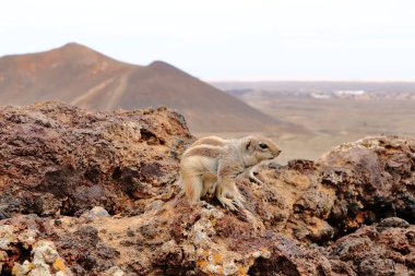 Curious barbary ground squirrel at volcano caldera Calderon Hondo at Fuerteventura, Atlantoxerus getulus clipart