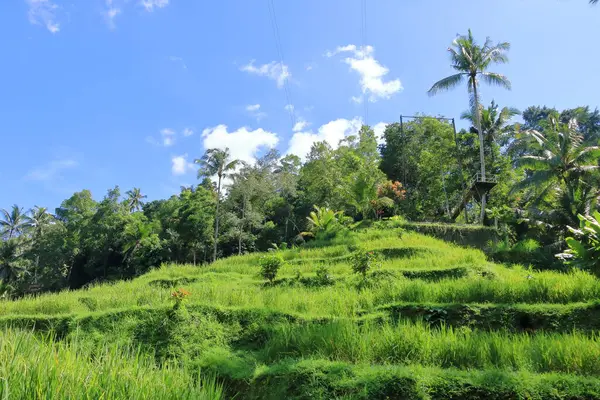 stock image Beautiful rice terraces near Tegallalang village, Ubud, Bali in Indonesia