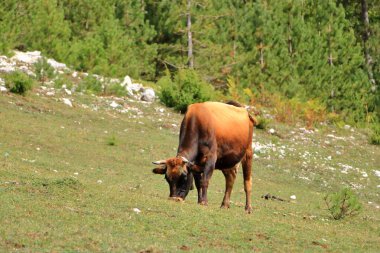 Arnavutluk 'taki Ulusal Park Valbona' da boynuzlu kahverengi inek