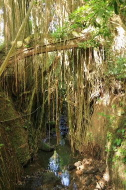 Ubud, Bali, Endonezya 'daki Maymun Ormanı' ndaki ünlü ejderha köprüsündeki ağaçlar