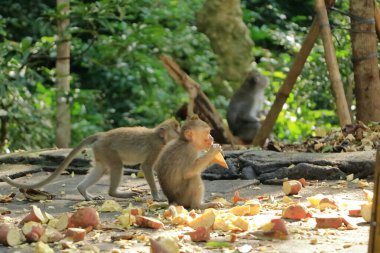 Kutsal Maymun Ormanı, Ubud, Endonezya 'da Uzun Kuyruklu Makaklar (Macaca fascicularis)