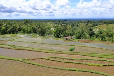 Senganan, Penebel, Tabanan, Bali, Endonezya yakınlarındaki teras pirinç tarlaları.