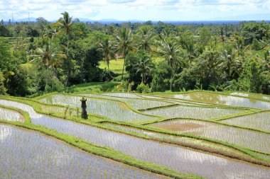 Senganan, Penebel, Tabanan, Bali, Endonezya yakınlarındaki teras pirinç tarlaları.