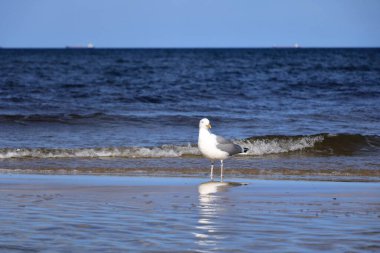 Martı, Almanya 'da Kullanım Alanı Ahlbeck ve Heringsdorf arasındaki Baltık Denizi' ne yakın çekim