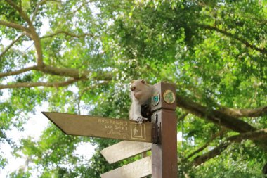Kutsal Maymun Ormanı, Ubud, Endonezya 'da Uzun Kuyruklu Makaklar (Macaca fascicularis)