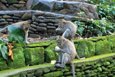 Kutsal Maymun Ormanı, Ubud, Endonezya 'da Uzun Kuyruklu Makaklar (Macaca fascicularis)