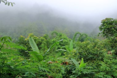 Munduk Şelalesi yakınında küçük bir nehir, Bali, Endonezya