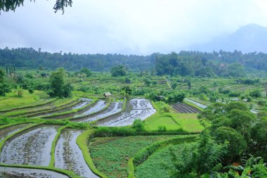 Endonezya, Bali 'de yağmurlu bir günde pirinç terası manzarası