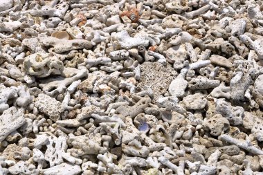 Sahildeki deniz mercanı, Endonezya 'daki Bali.