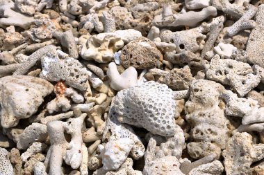 Sahildeki deniz mercanı, Endonezya 'daki Bali.