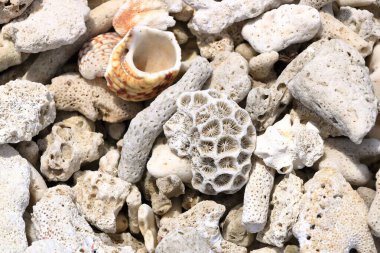 Sahildeki deniz mercanı, Endonezya 'daki Bali.