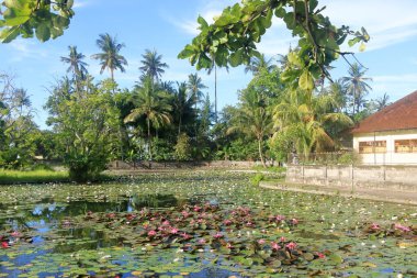 Lotus Gölü, Candidasa 'da Lily Gölü, Endonezya' da Bali