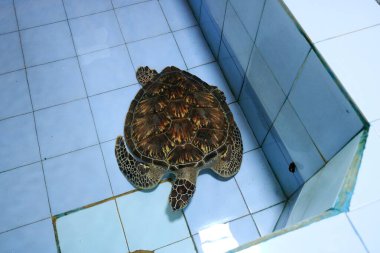 Serangan, Denpasar, Endonezya 'daki Deniz Kaplumbağaları Koruma ve Eğitim Merkezi' nde Kaplumbağalar