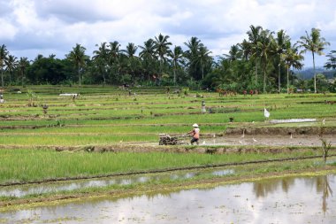 Ubud, Bali, Endonezya - 31 Ocak 2024: Yeşil pirinç terasında çalışan bir adam