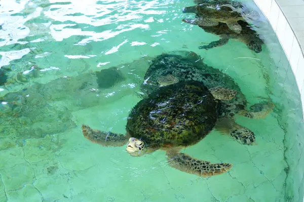 stock image Turtles in the Sea Turtle Conservation and Education Center in Serangan, Denpasar, Bali in Indonesia