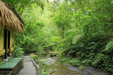 Munduk Şelalesi yakınında küçük bir nehir, Bali, Endonezya