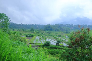 Endonezya, Bali 'de yağmurlu bir günde pirinç terası manzarası