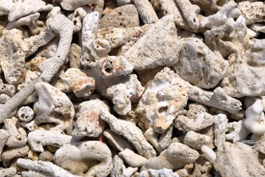 Sahildeki deniz mercanı, Endonezya 'daki Bali.