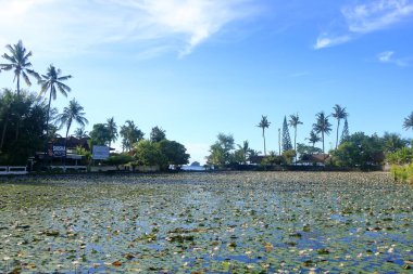 Lotus Gölü, Candidasa 'da Lily Gölü, Endonezya' da Bali