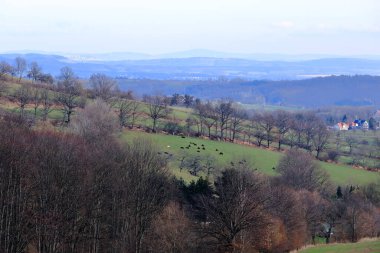 Almanya 'da çayır üzerinde bir inek sürüsü