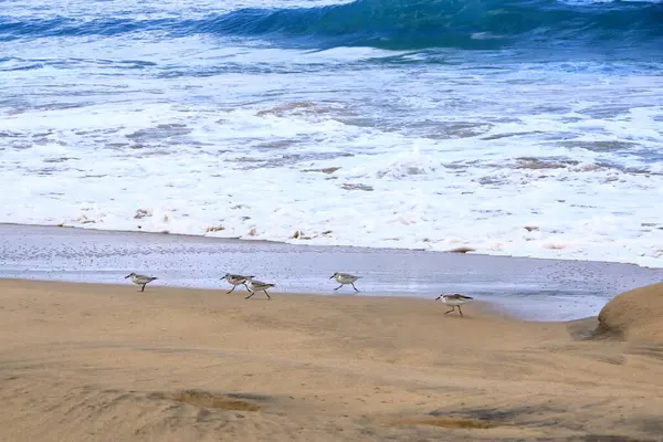 Curlew çullukları İspanya 'da Fuerteventura' da fotoğraflandı