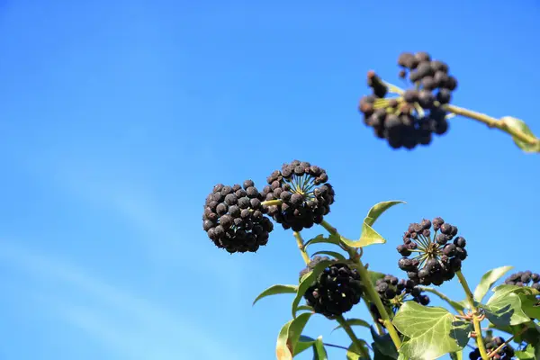 stock image a Close up of ripe common ivy (hedera helix) berries
