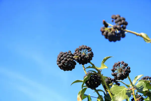 Stock image a Close up of ripe common ivy (hedera helix) berries