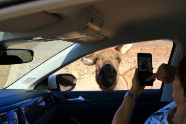 Fuerteventura, İspanya 'daki Kanarya Adaları - 27 Kasım 2023 - insanlar tozlu sokaklarda Eşek' le karşılaştıkları için mutlu.