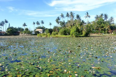 Lotus Gölü, Candidasa 'da Lily Gölü, Endonezya' da Bali