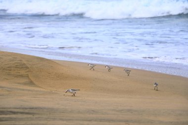 Curlew çullukları İspanya 'da Fuerteventura' da fotoğraflandı