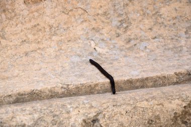 Midlle East 'te vahşi yaşam - Ürdün' de bir kayanın üzerinde yürüyen kara kırkayaklar